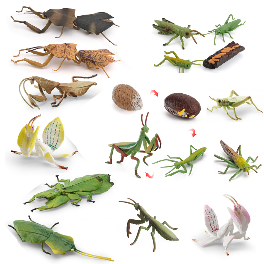 Kids No Education - Realistic Orchid Mantis Dead Leaf Mantis