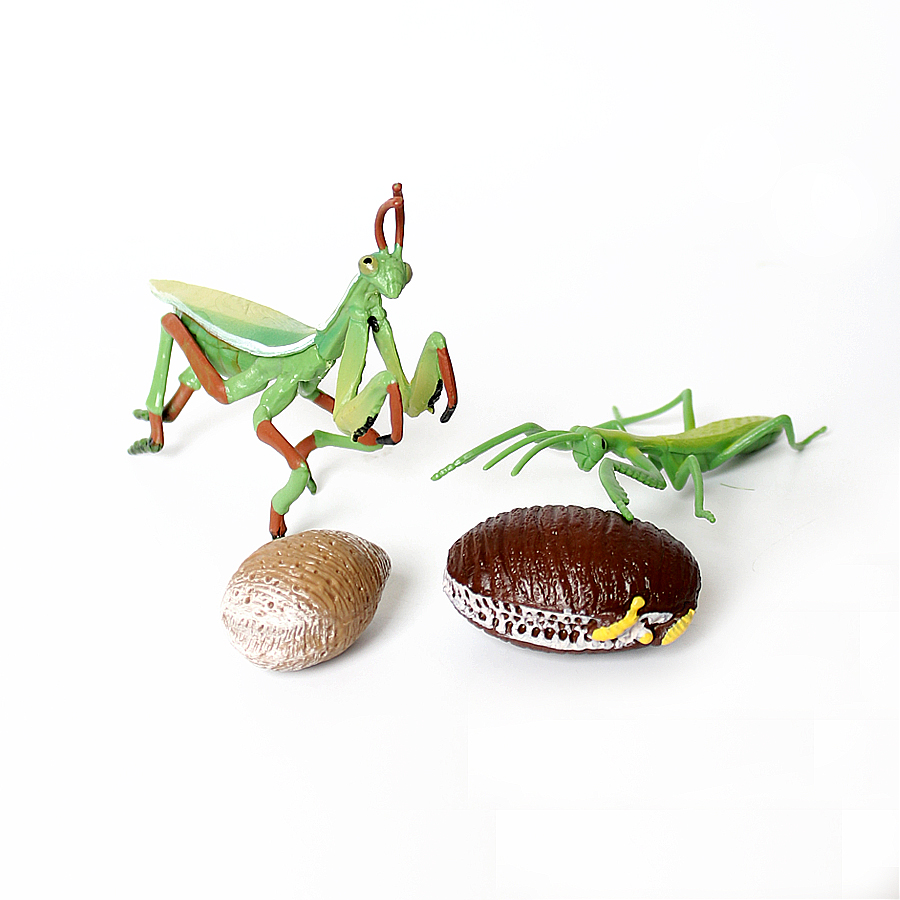 Realistic Orchid Mantis Dead L - đánh giá và giá Kids No Education